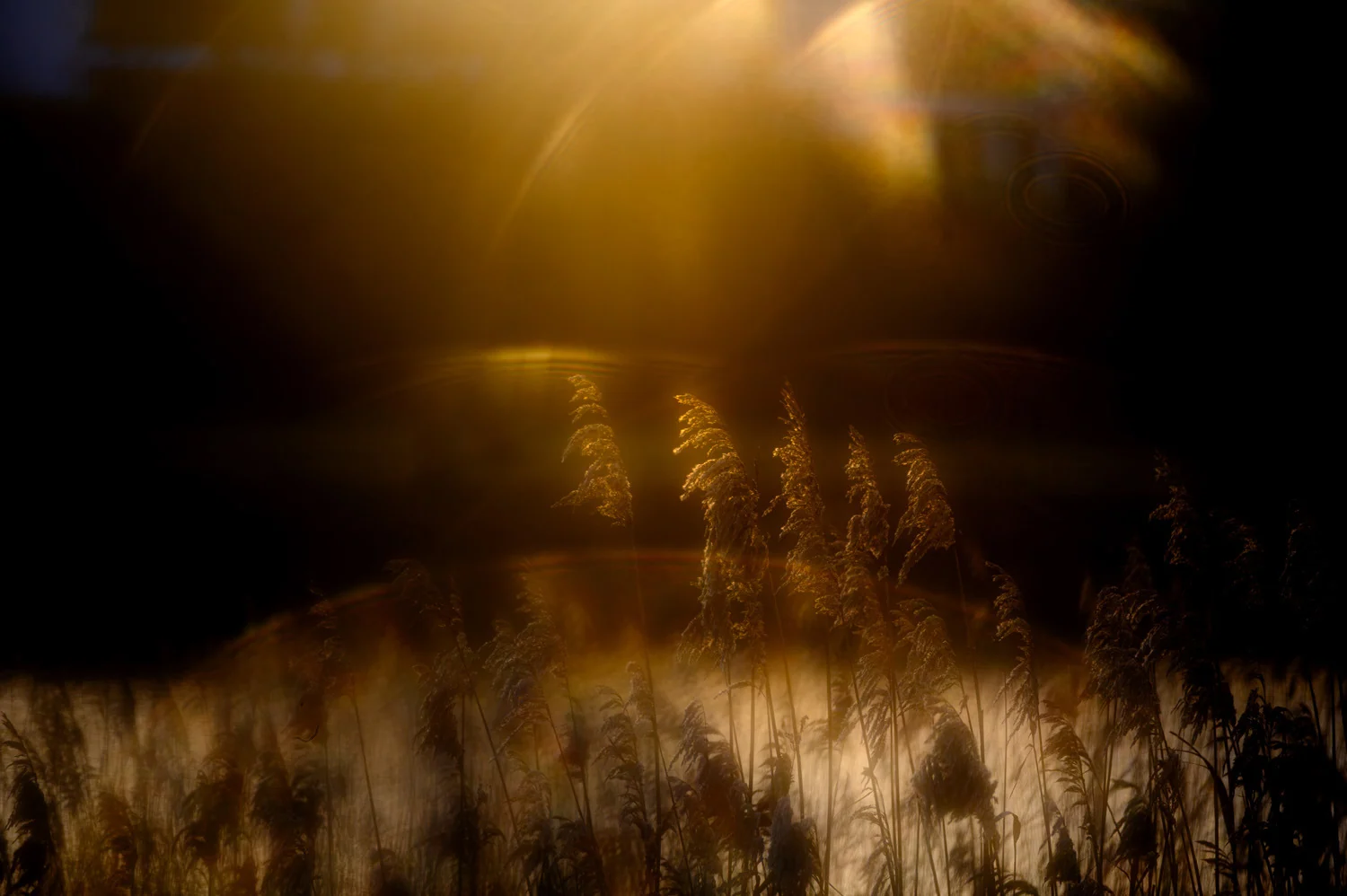 Photograph Winter gold, by Marla Schwarze