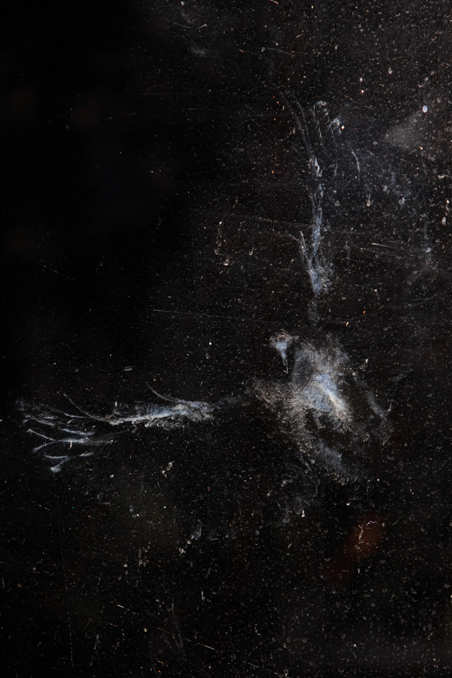 Photograph The fragility of life, by Grzegorz Stachera