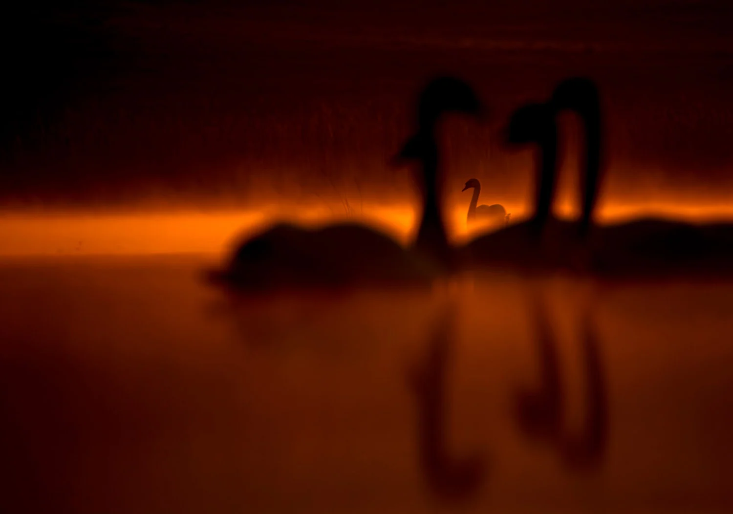 Photograph Swan lake, by Szymon Bartołd
