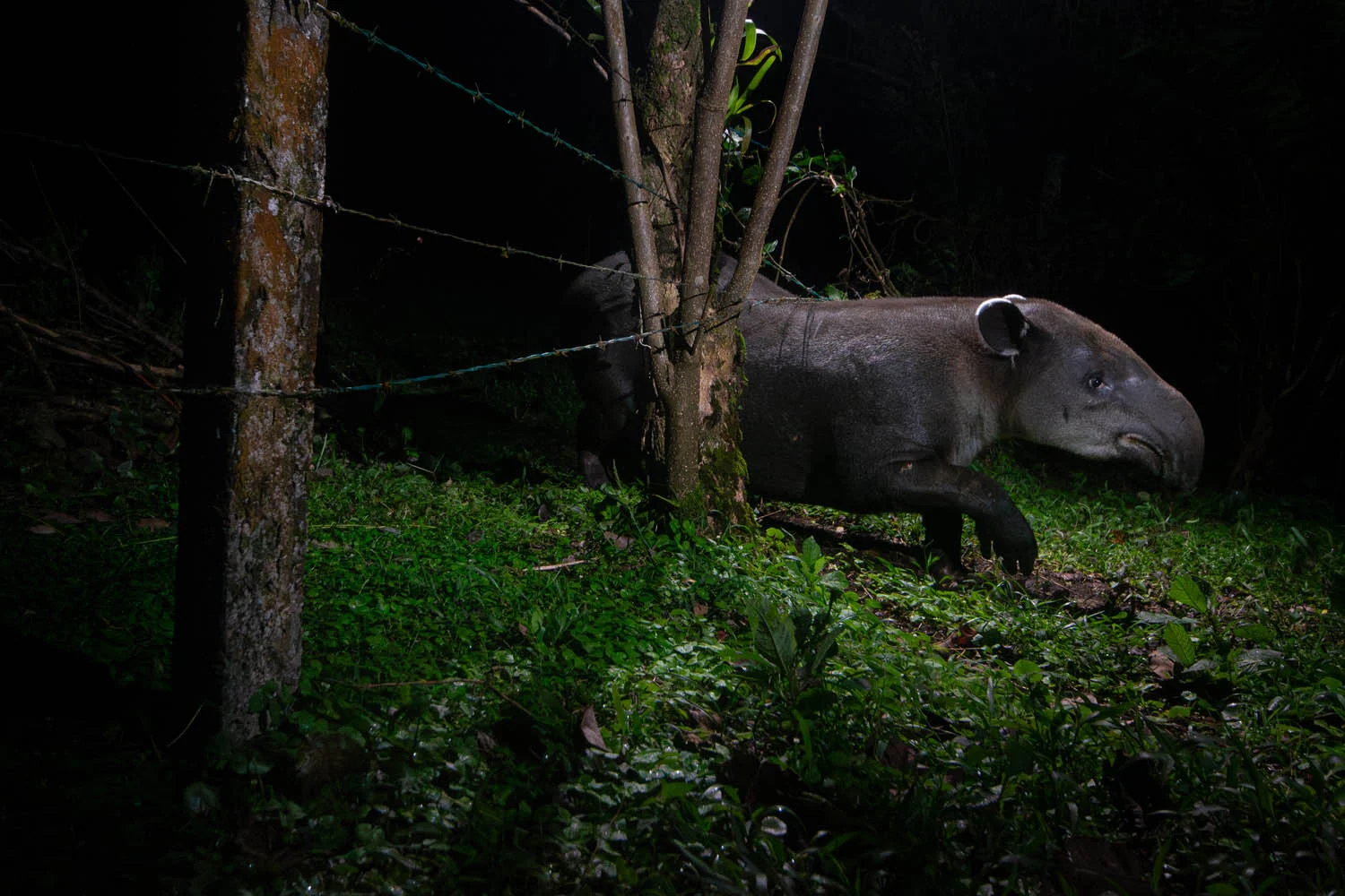 Photograph Tales of the forest keepers, by Michiel van Noppen
