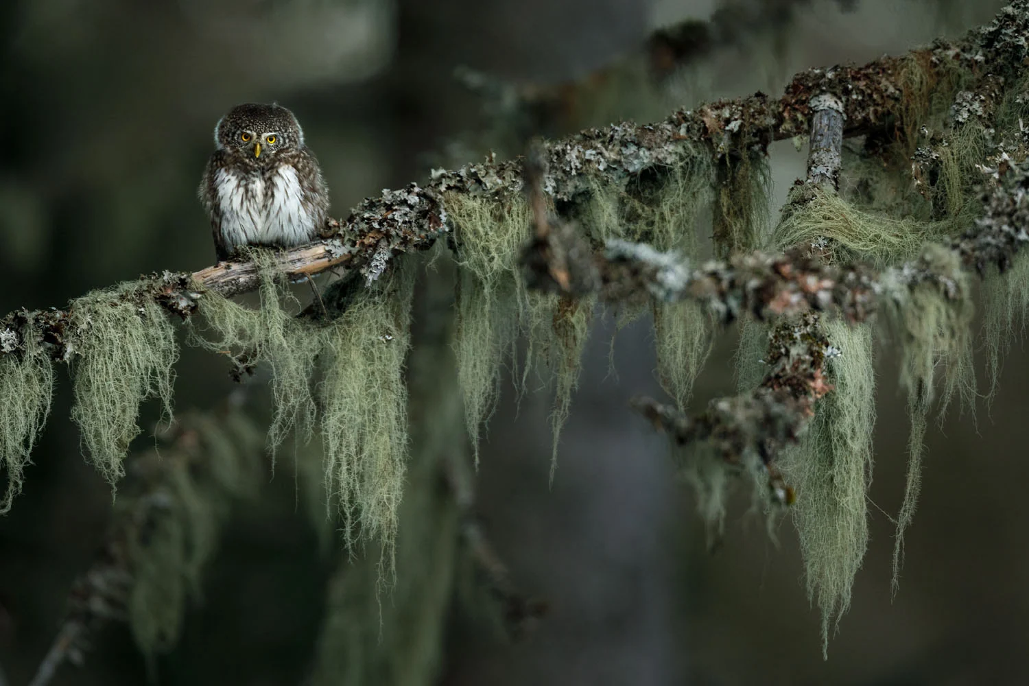 Photograph The magic of the Nordic wilderness, by Tobias Gjerde