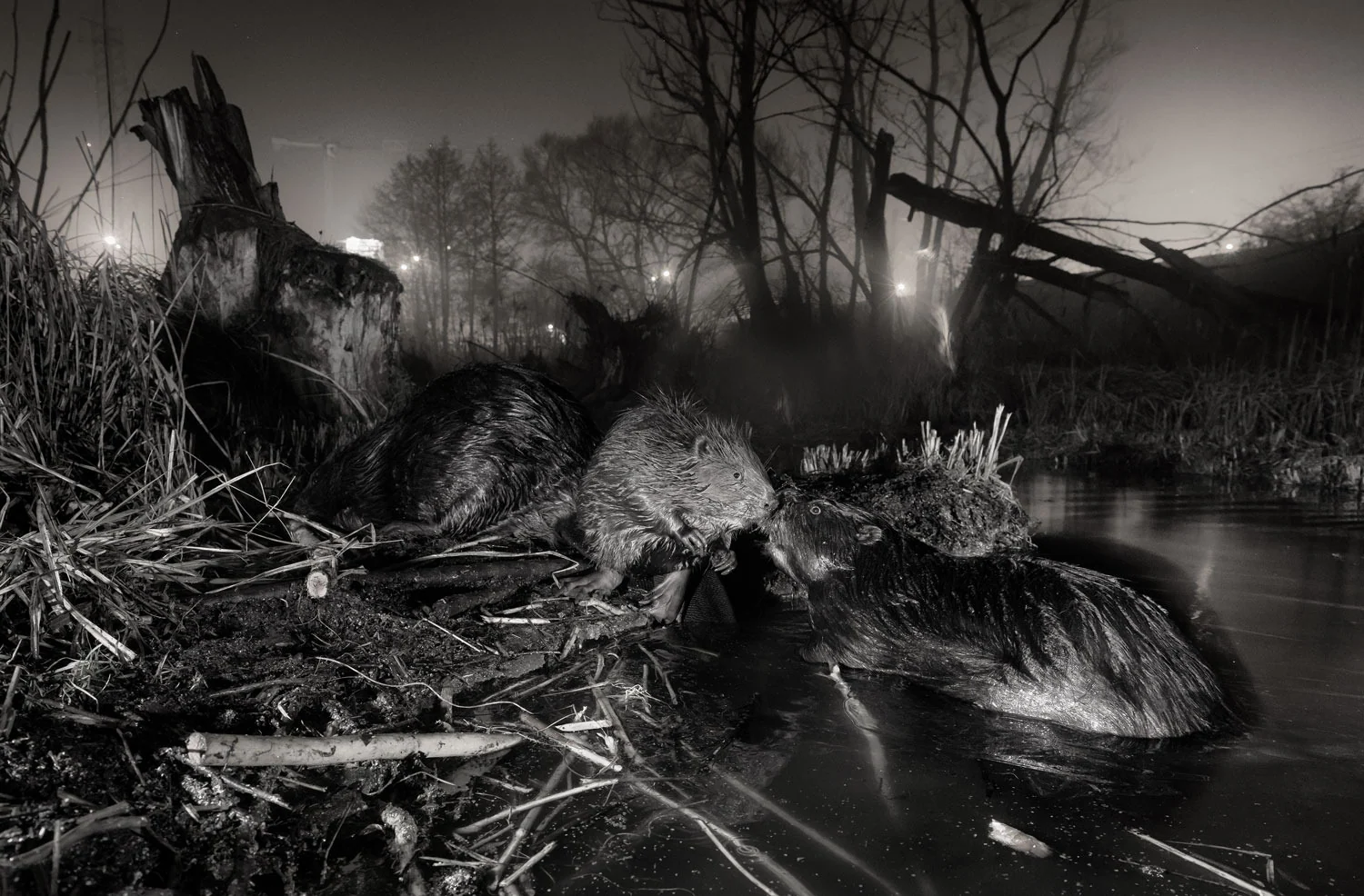 Photograph Urban beavers, by Jan Wieczorek