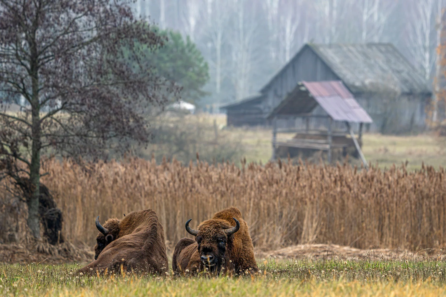 Photograph Peaceful European bison, by Fabian Thorand