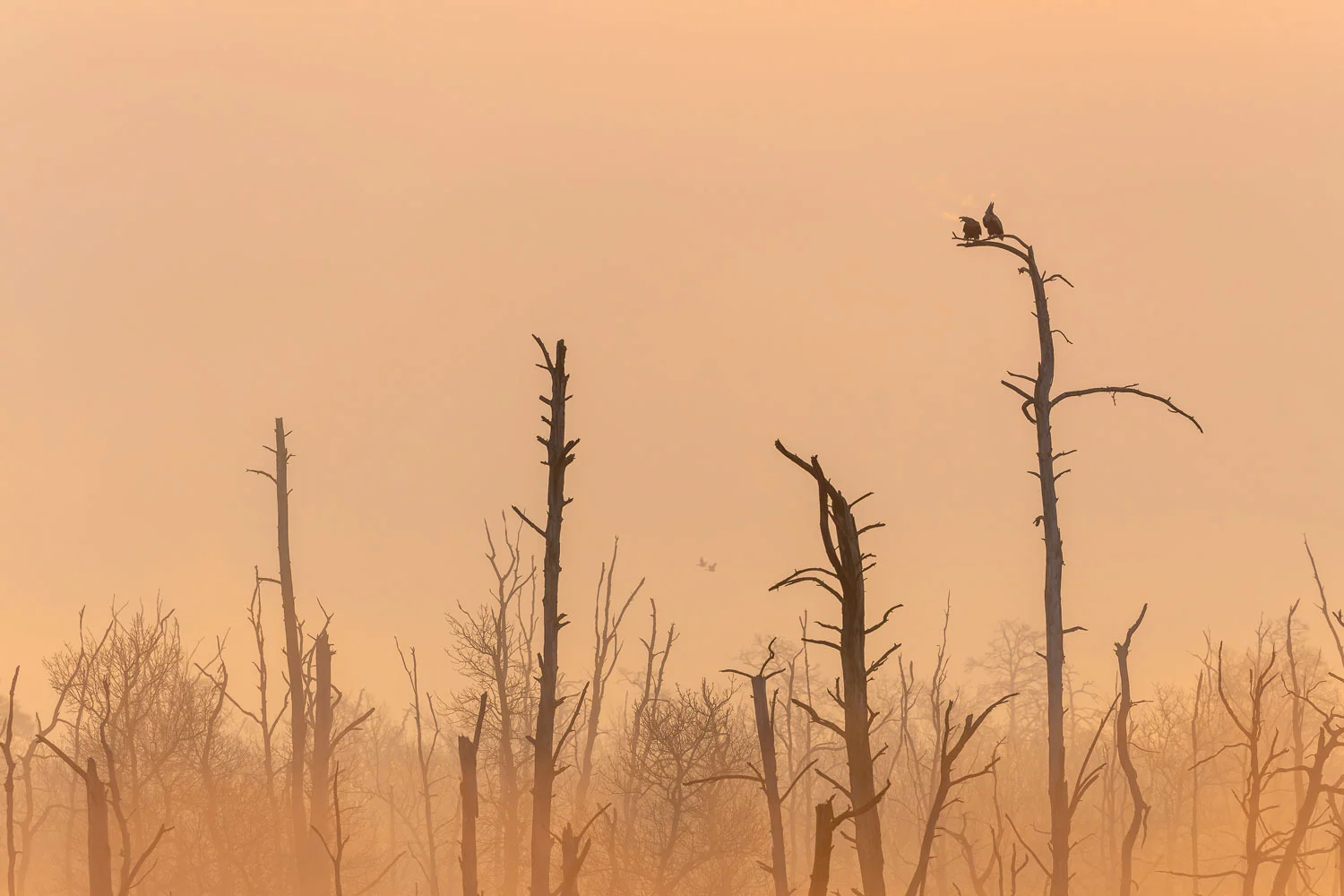 Photograph The call of the eagles, by Silke Hüttche