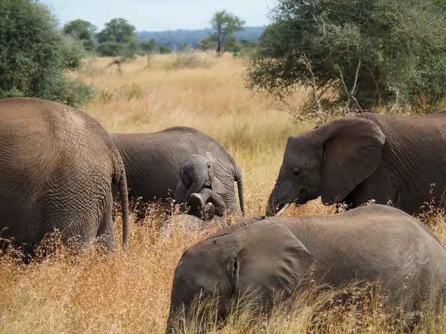 Φωτογραφία «Cheeky little elephant» του/της Hannah Dietl, φιναλίστ των Nikon Comedy Wildlife Awards 2026