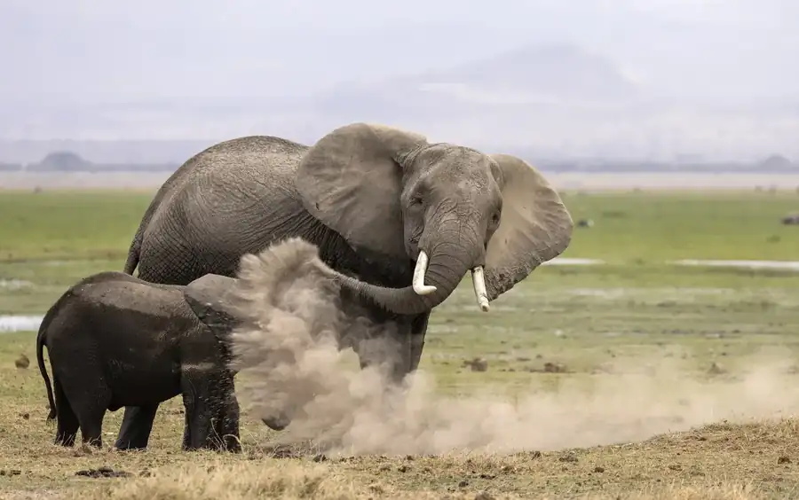 Φωτογραφία «Lessons» του/της Heather Cudworth, φιναλίστ των Nikon Comedy Wildlife Awards 2026