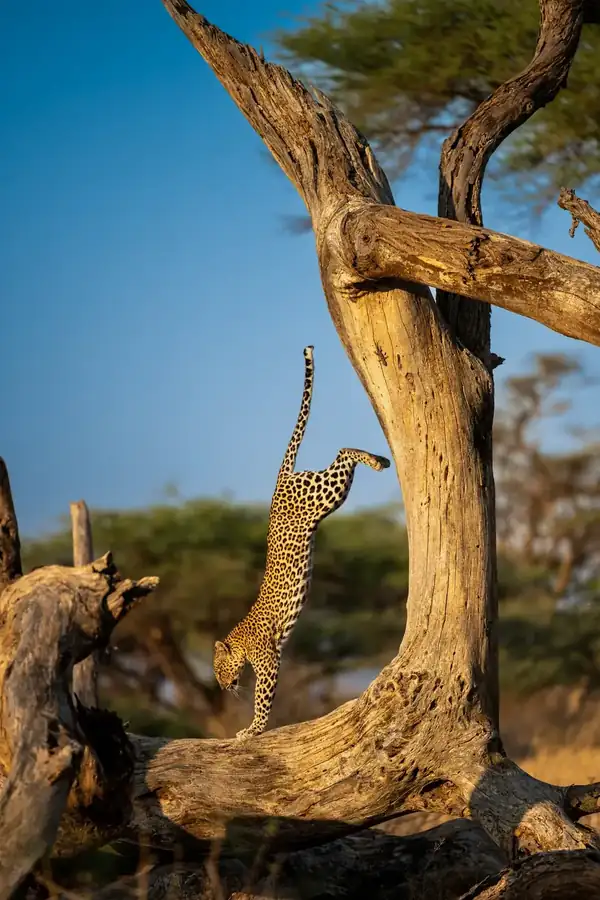 Φωτογραφία «The Handstand» του/της Homagni Sahana, φιναλίστ των Nikon Comedy Wildlife Awards 2026