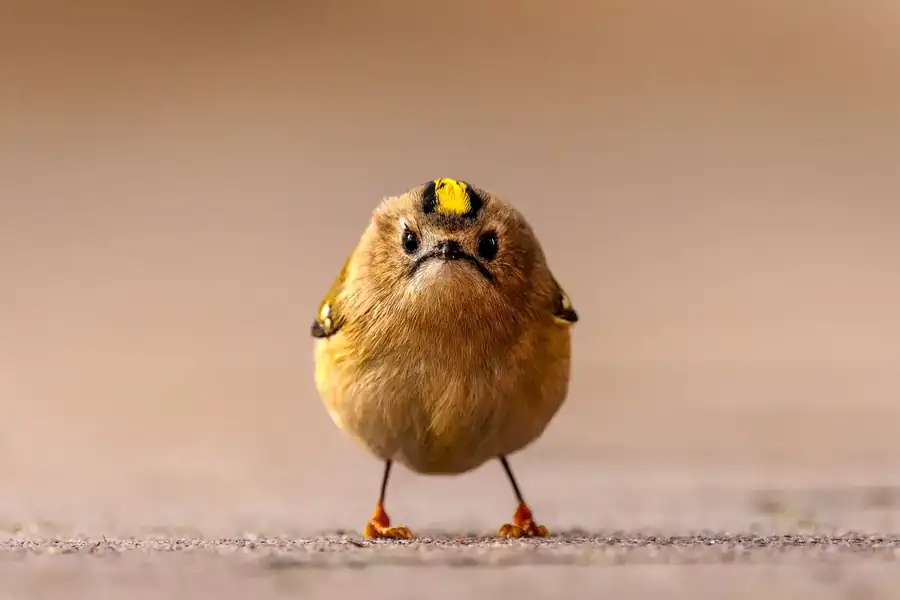 Φωτογραφία «Angry Bird» του/της Jan Wittmer, φιναλίστ των Nikon Comedy Wildlife Awards 2026