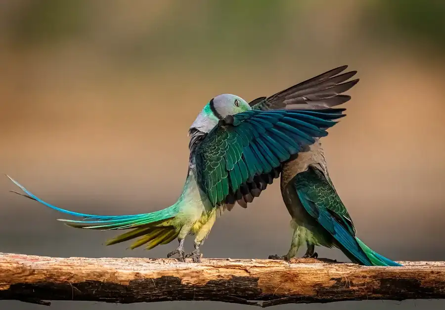 Φωτογραφία «The Secret Kiss» του/της Jeetendra Chaware, φιναλίστ των Nikon Comedy Wildlife Awards 2026
