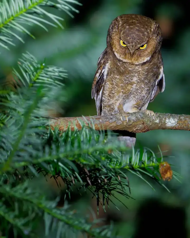 Φωτογραφία «Resting Owl Face» του/της Ka Chum Jacky Sung, φιναλίστ των Nikon Comedy Wildlife Awards 2026
