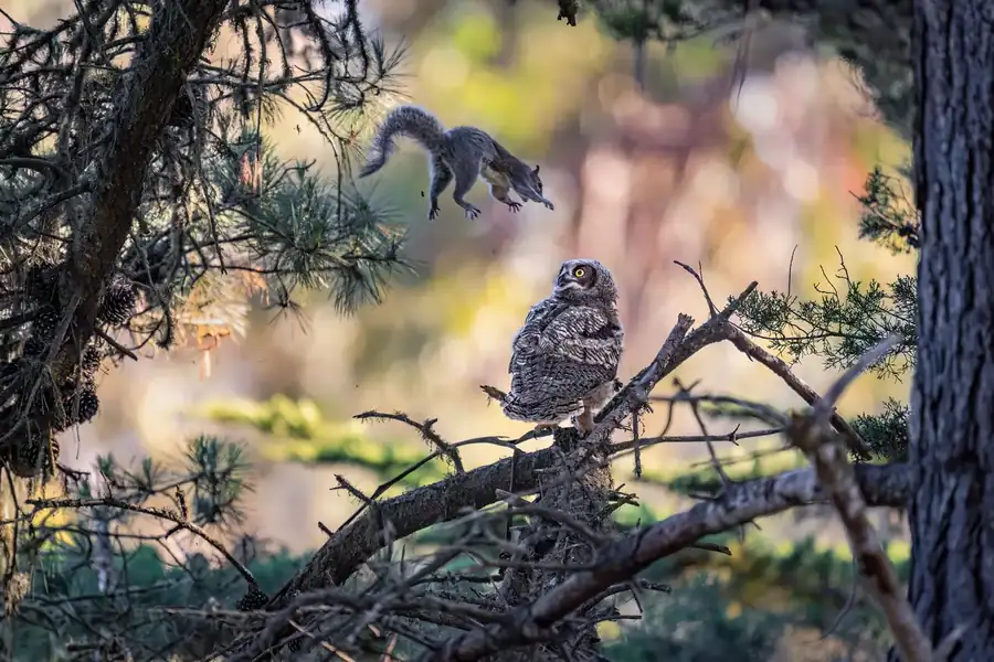 Φωτογραφία «Are You Kidding Me?» του/της Kevin Lohman, φιναλίστ των Nikon Comedy Wildlife Awards 2026