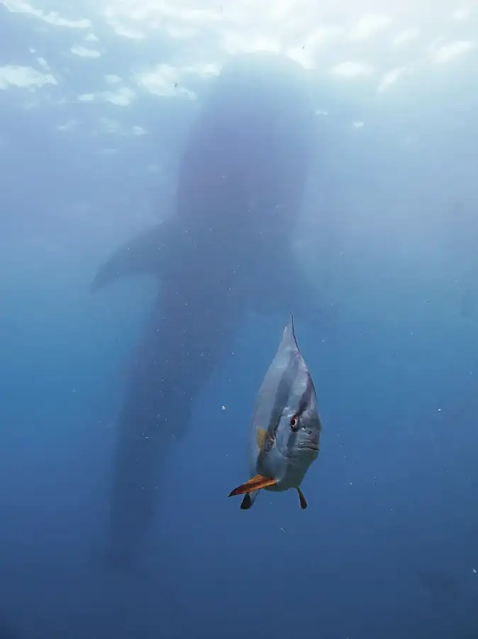Φωτογραφία «A Very Pressured Spadefish» του/της Kyo Chen, φιναλίστ των Nikon Comedy Wildlife Awards 2026