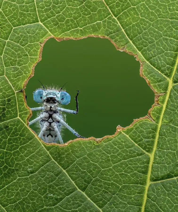 Φωτογραφία «Nature's Window» του/της Lee Frost, φιναλίστ των Nikon Comedy Wildlife Awards 2026