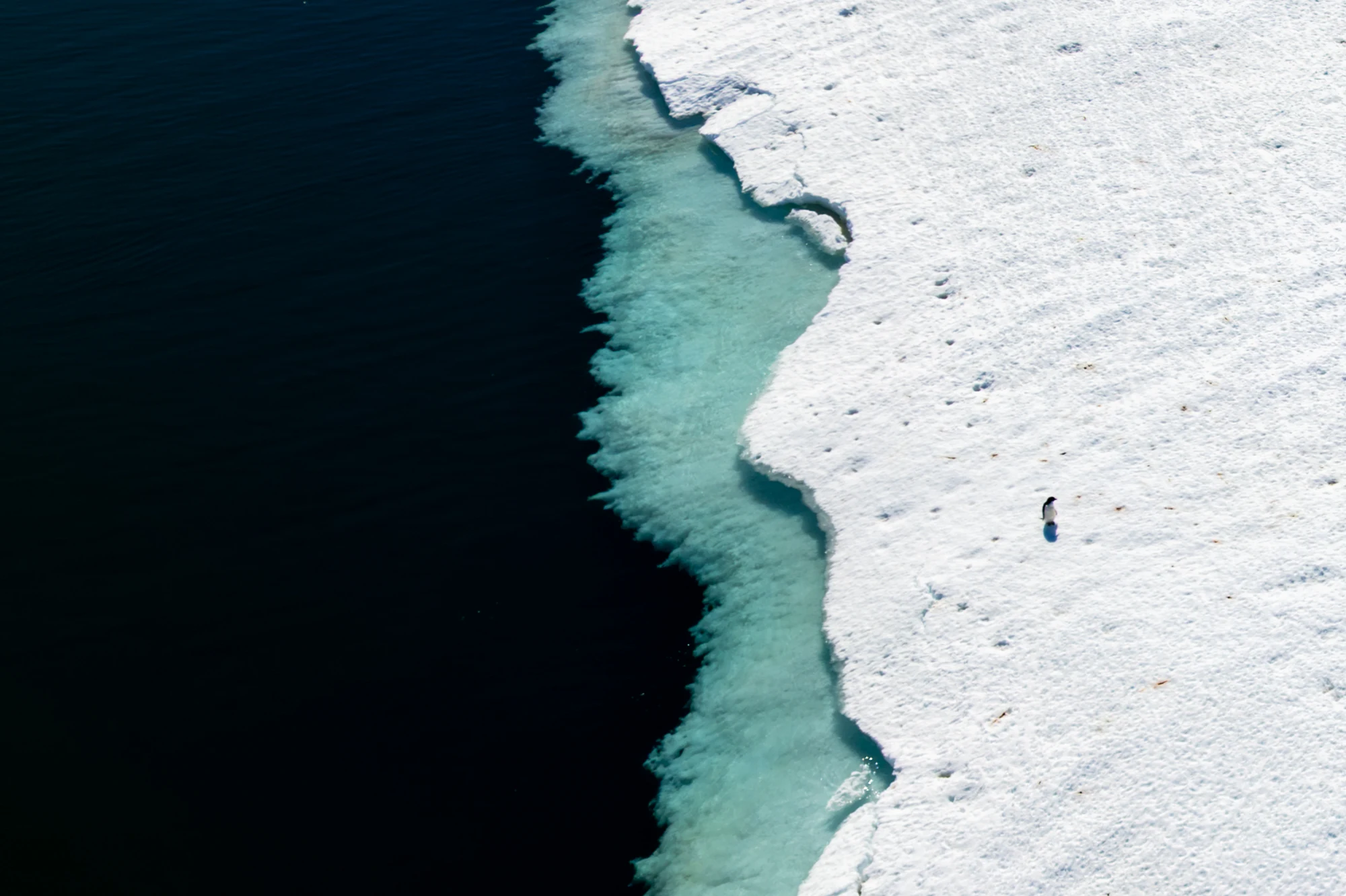 Life Between the Ice and the Ocean, μία από τις 13 φωτογραφίες του ημερολογίου WMO 2027