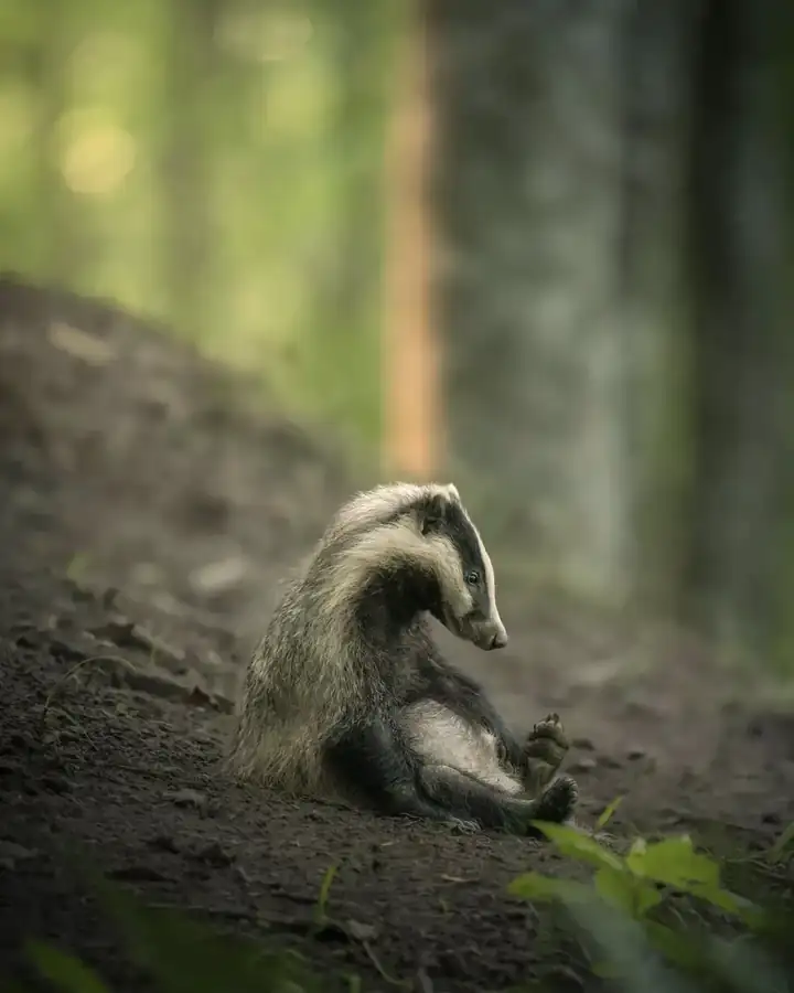 Φωτογραφία «Exhausted Badger cub» του/της Lukas Andree Andersen, φιναλίστ των Nikon Comedy Wildlife Awards 2026