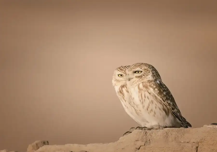 Φωτογραφία «Two birds one vision» του/της Lynn Emery, φιναλίστ των Nikon Comedy Wildlife Awards 2026