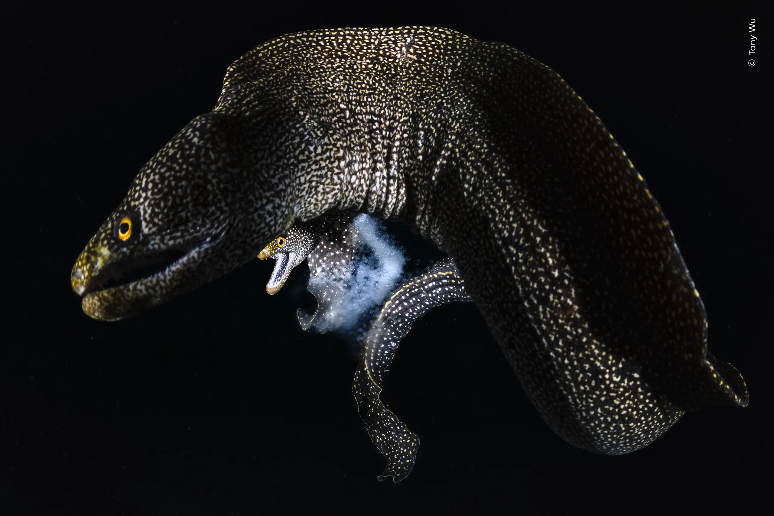 Making Morays, φωτογραφία του Tony Wu