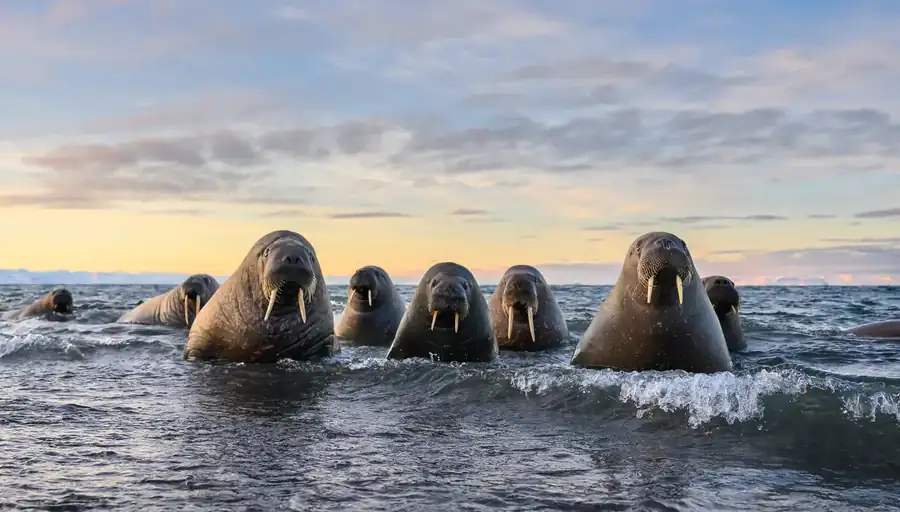 Φωτογραφία «Sea gangsters» του/της Marek Jackowski, φιναλίστ των Nikon Comedy Wildlife Awards 2026