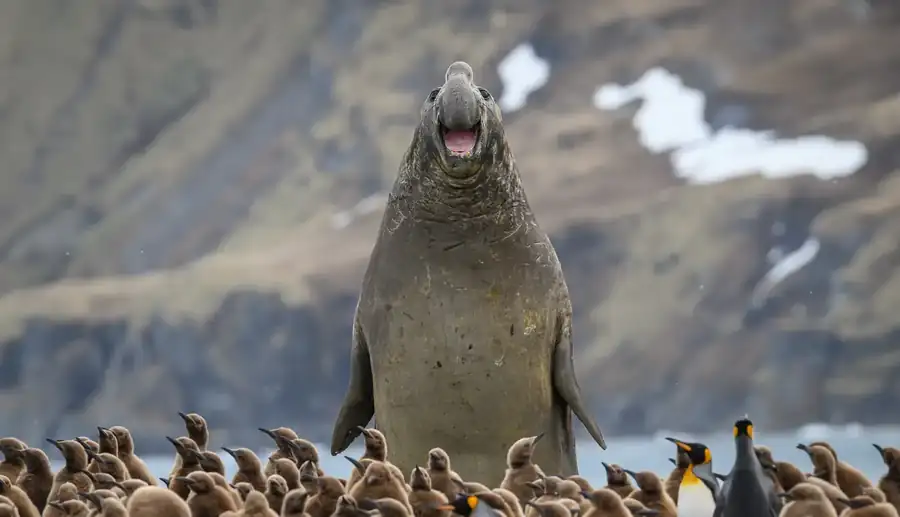 Φωτογραφία «Smile» του/της Marek Jackowski, φιναλίστ των Nikon Comedy Wildlife Awards 2026