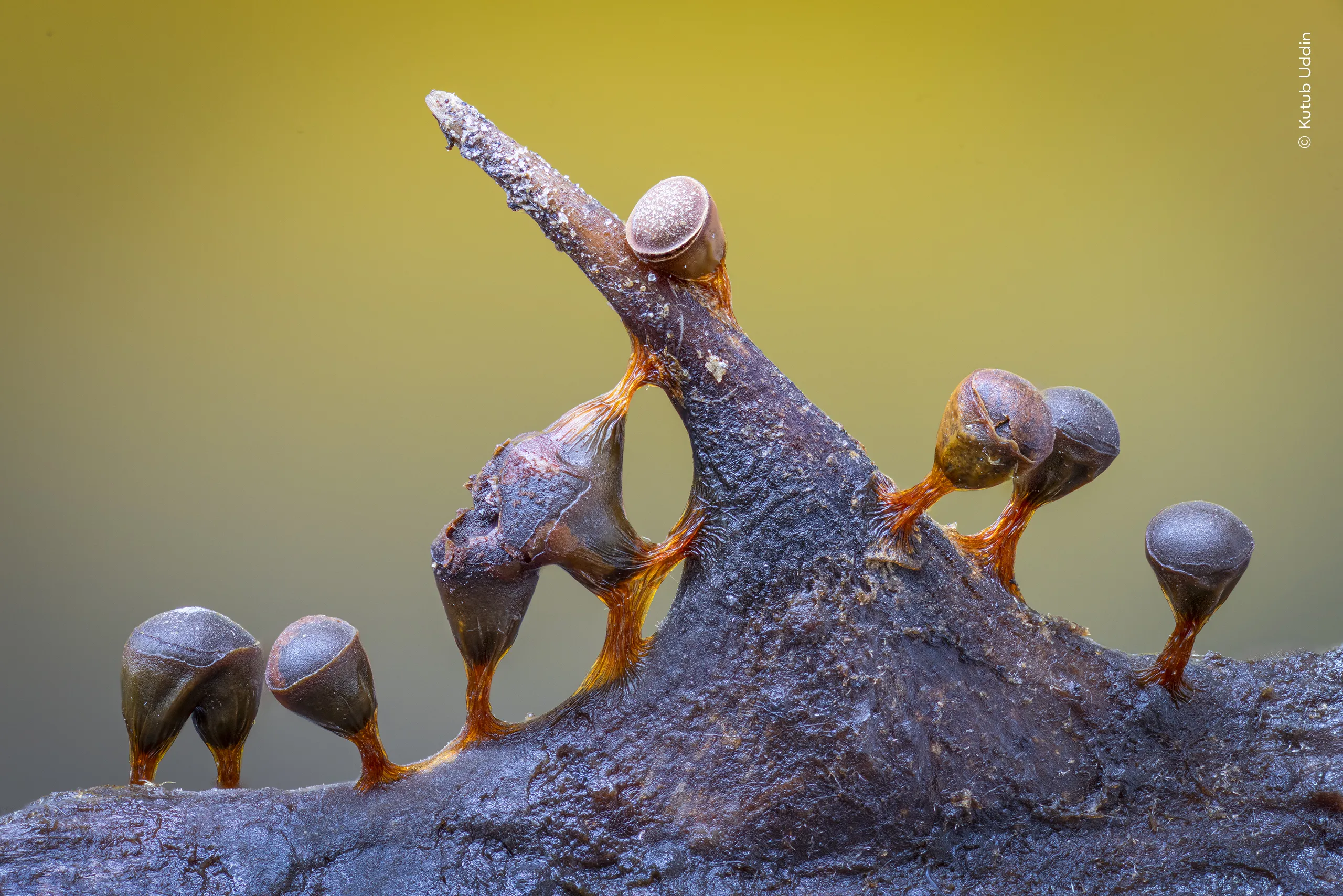Merging Moulds, φωτογραφία του Kutub Uddin
