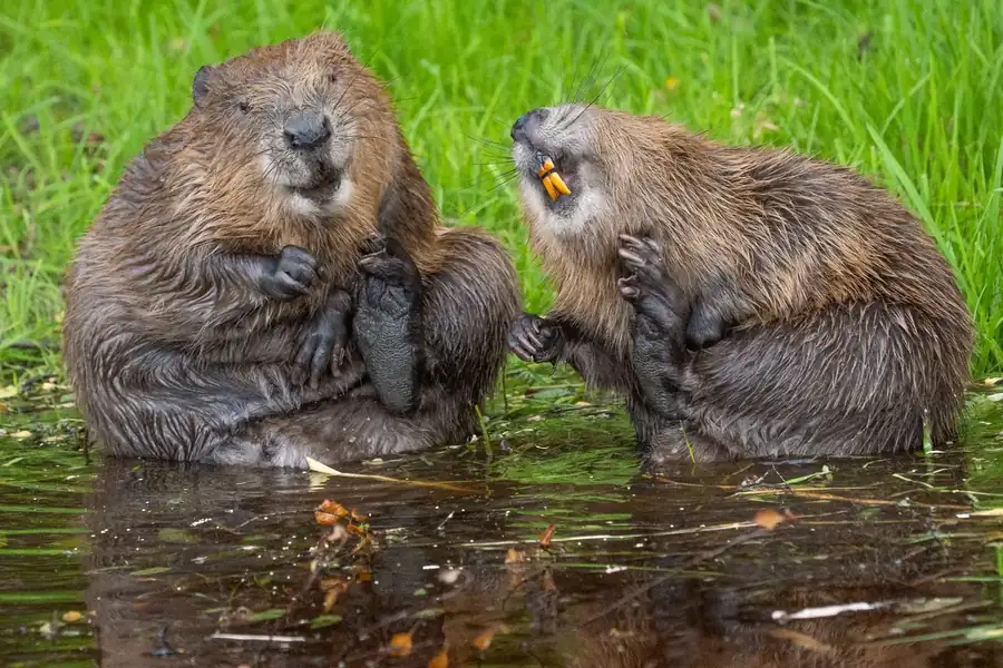 Φωτογραφία «This is my best side» του/της Natalie Veekmans, φιναλίστ των Nikon Comedy Wildlife Awards 2026