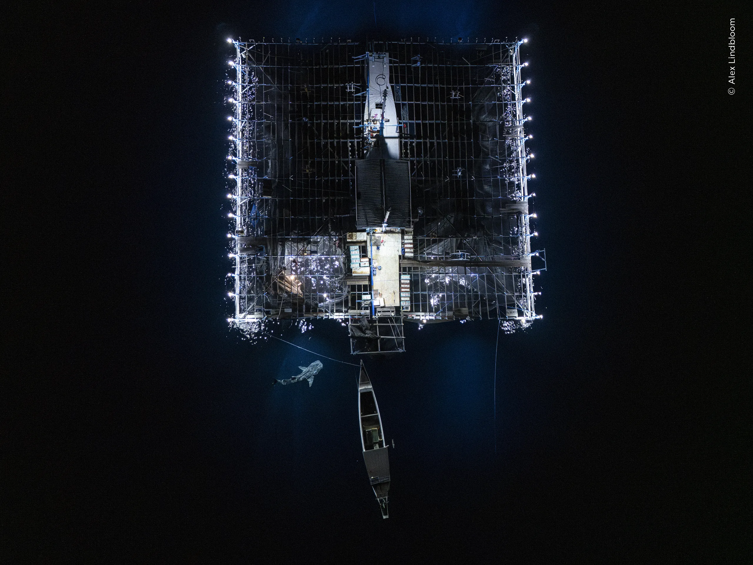Night-Time Catch, φωτογραφία του Alex Lindbloom