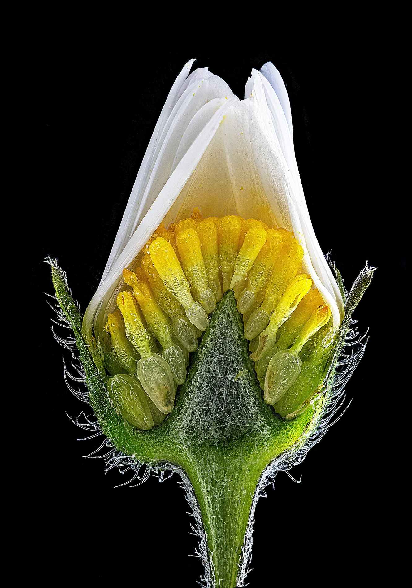 Internal structure of a closed daisy