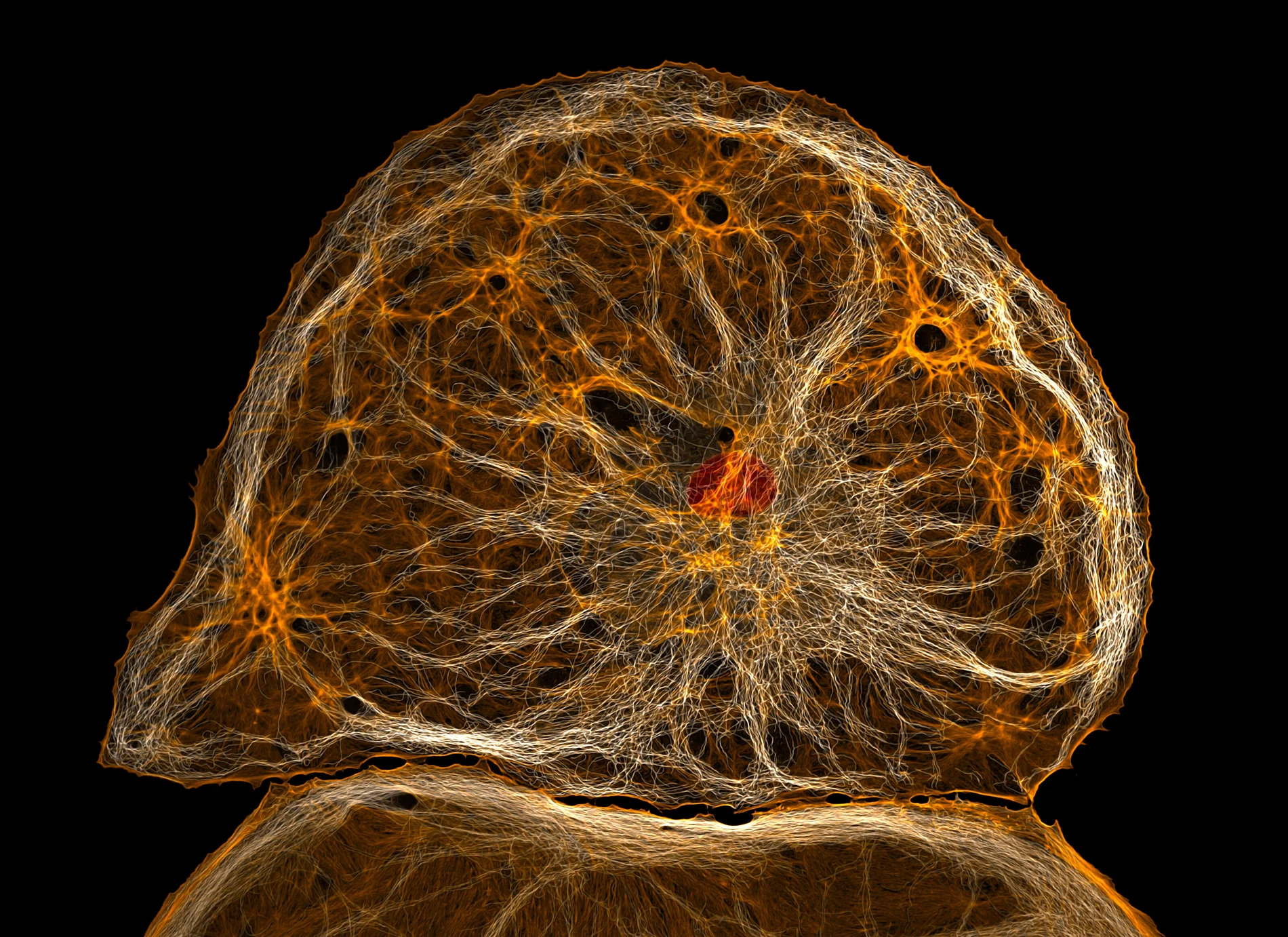 Dedifferentiated liver endothelial cell