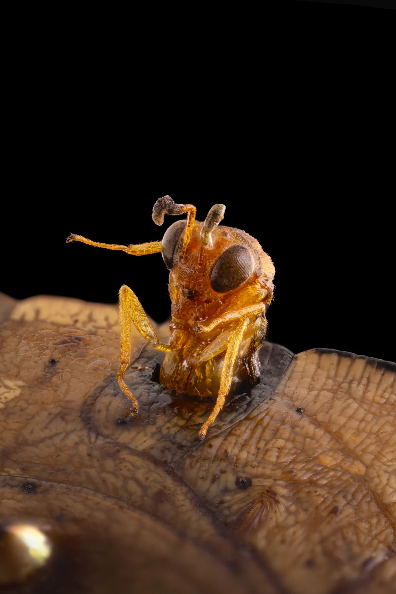 Conura parasitoid wasp emerging from a butterfly chrysalis