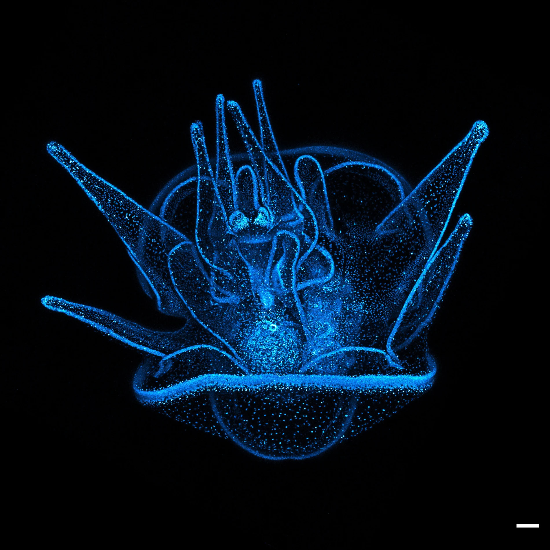 20-day-old sea urchin larva with blue fluorescent nuclei