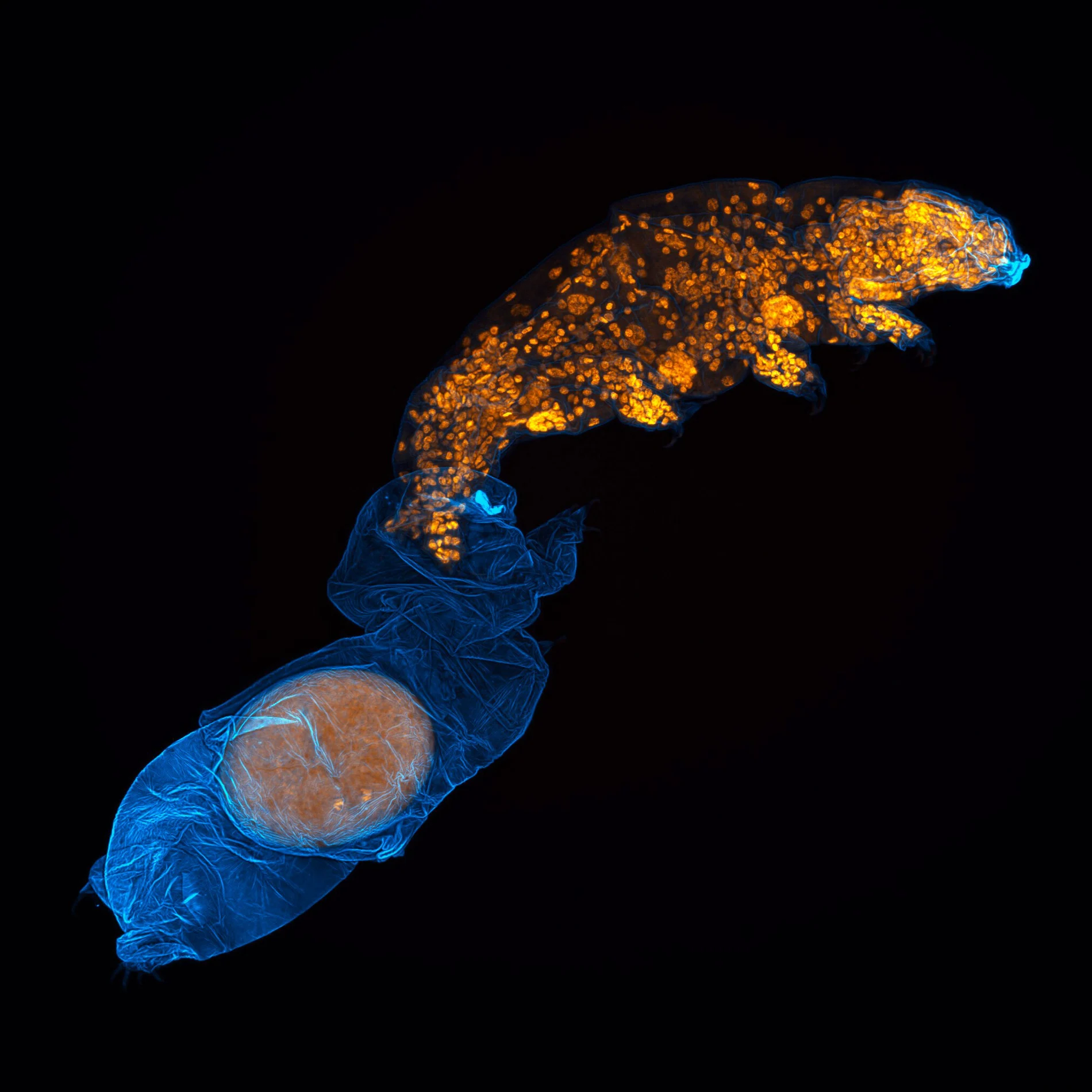 Tardigrade molting and laying an egg in its old skin
