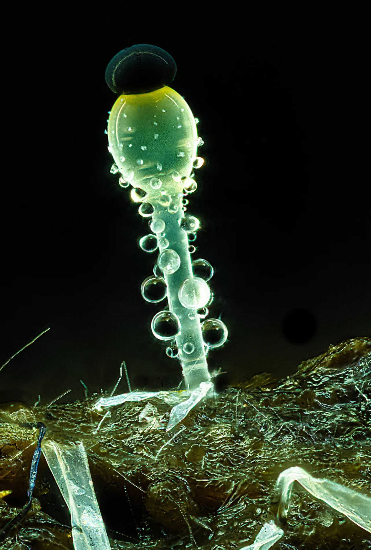 Pilobolus fungi on sheep dung