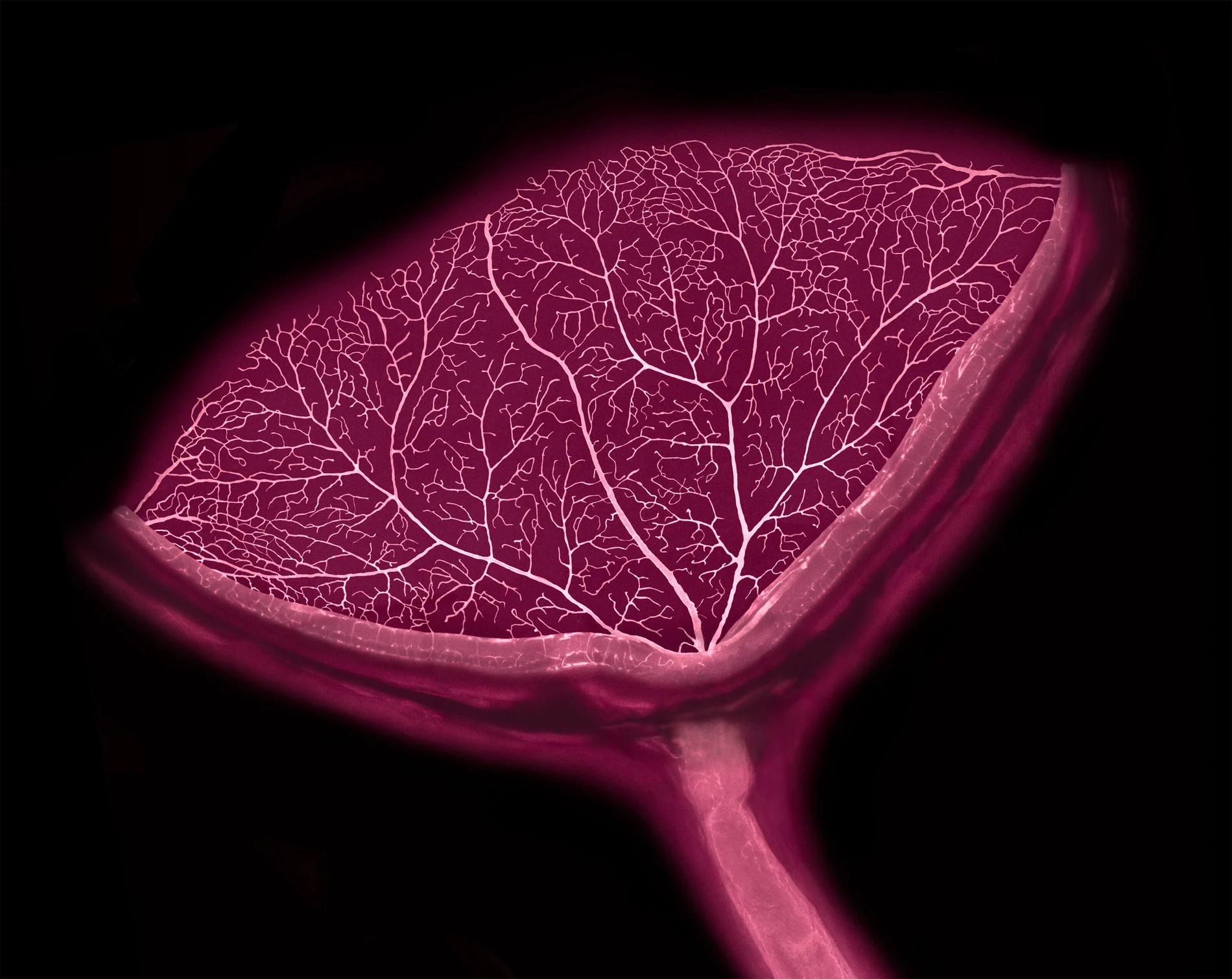 Cross-section of mouse eye with retinal blood vessels and optic nerve