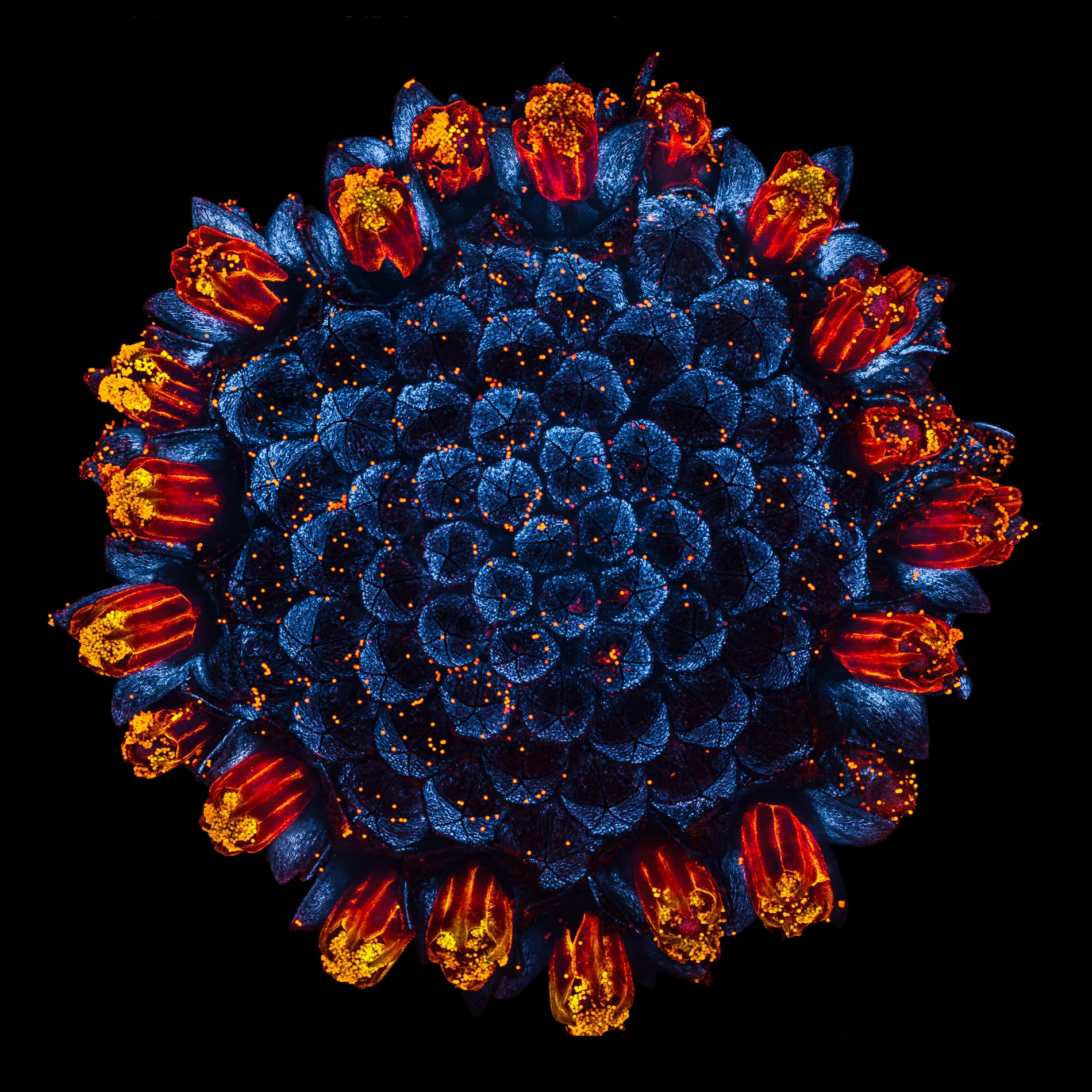 Daisy flower head exhibiting natural autofluorescence