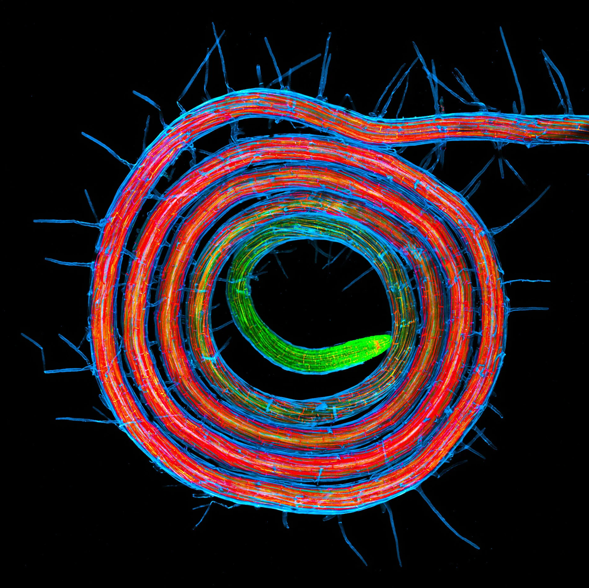 Arabidopsis root coil