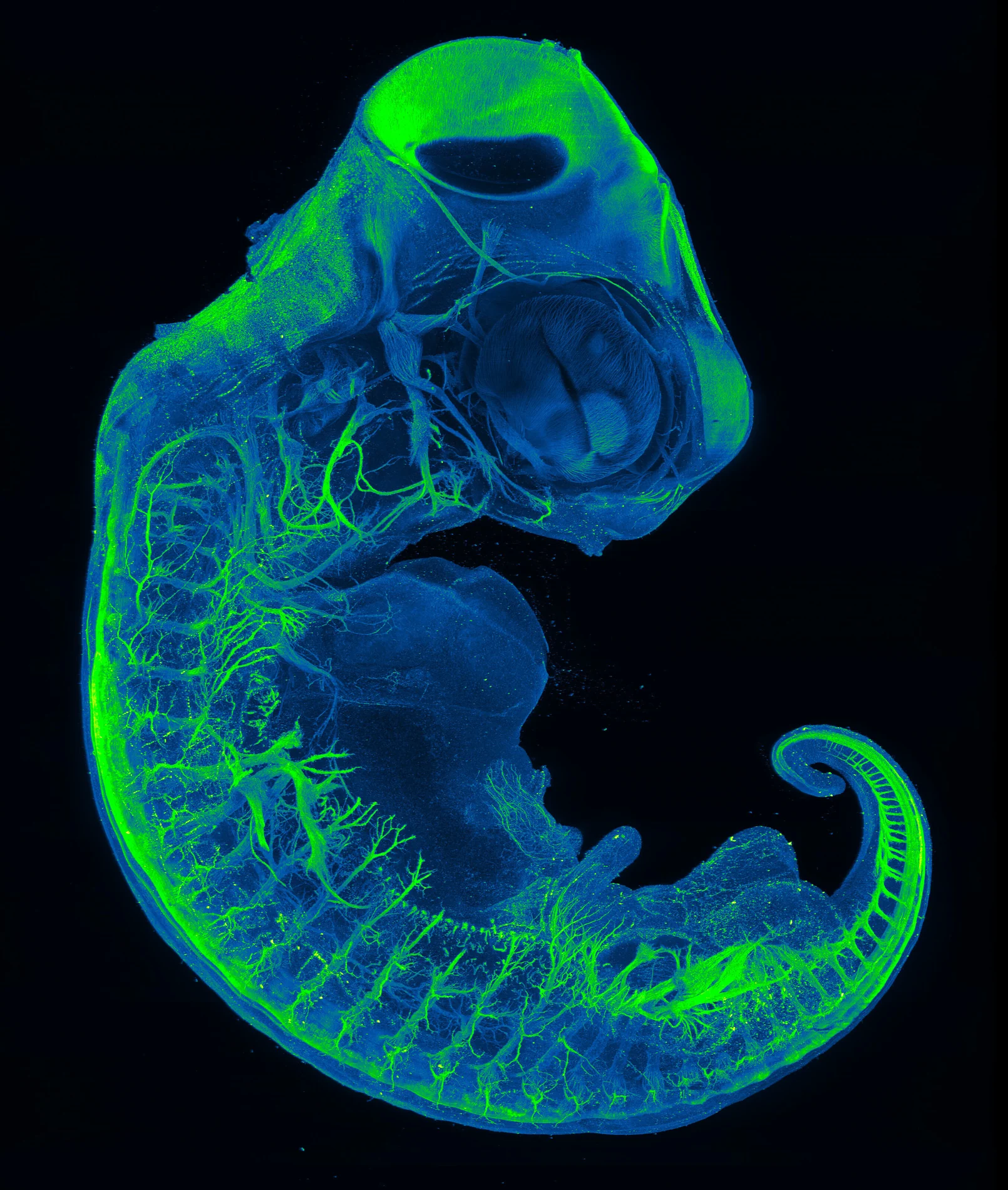 Neurons of a red-eared slider turtle embryo
