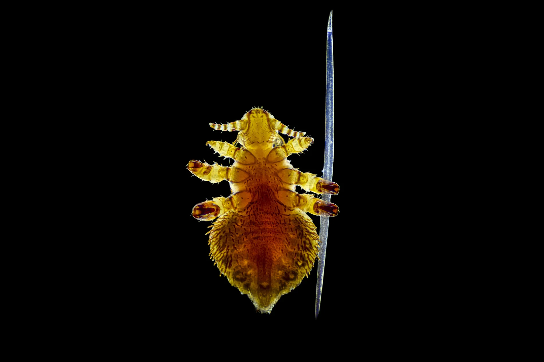 Seal louse gripping a single seal hair