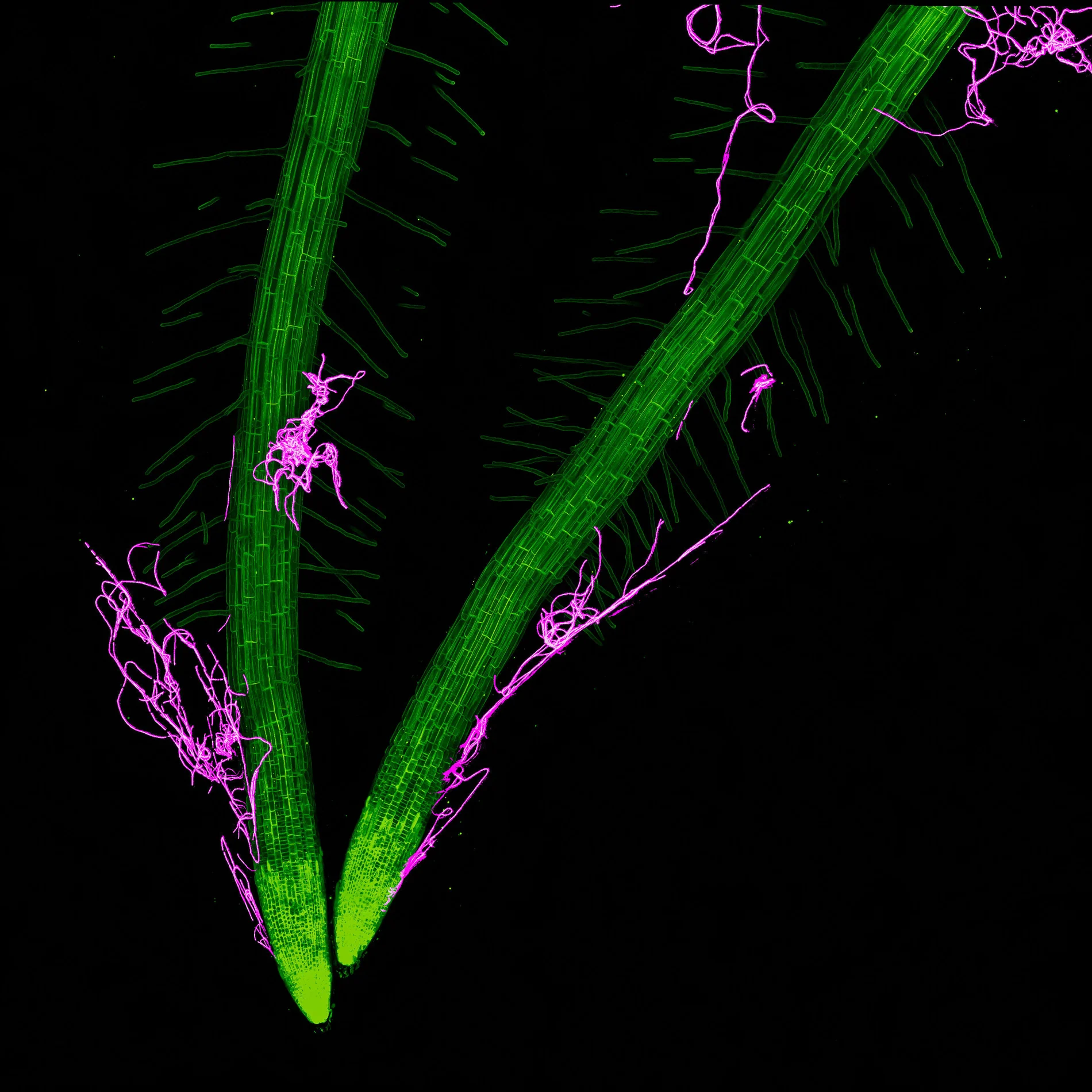 Arabidopsis roots colonized by Bacillus thuringiensis