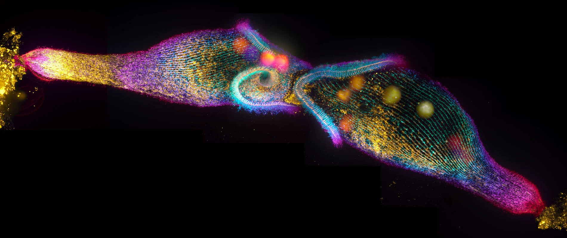 Two Stentor coeruleus cells mating