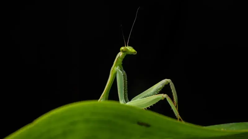 Nikon Comedy Wildlife Awards 2026: Όλοι οι φιναλίστ σε φωτογραφίες και βίντεο