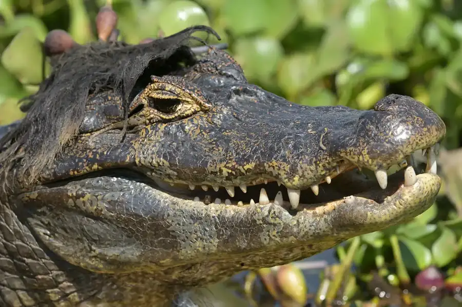 Φωτογραφία «Elvis» του/της Paolo Torre, φιναλίστ των Nikon Comedy Wildlife Awards 2026
