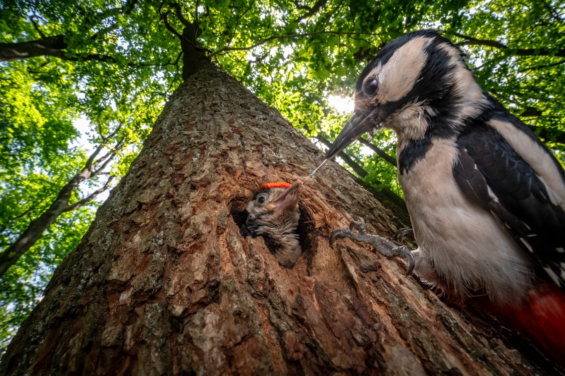 The Busy Feeder — Jan Pokluda
