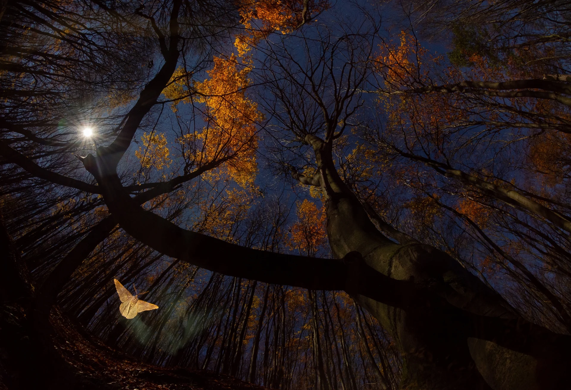 Moonlight — Imre Potyó