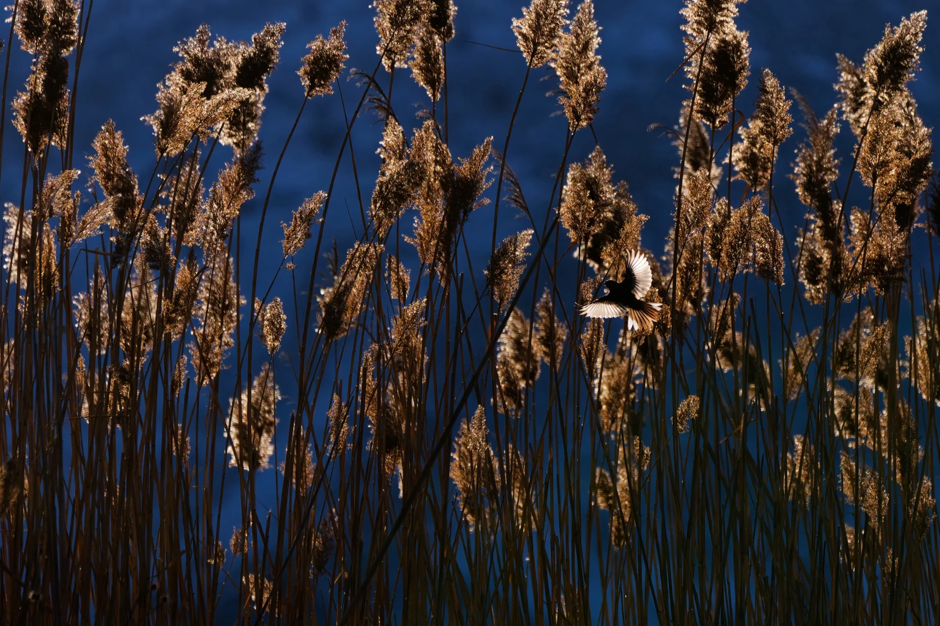 Among the Tall Reeds — Marina Gavrikova
