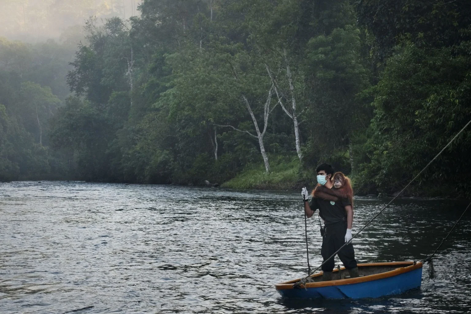 Saving Orangutans — Alain Schroeder, frame 1