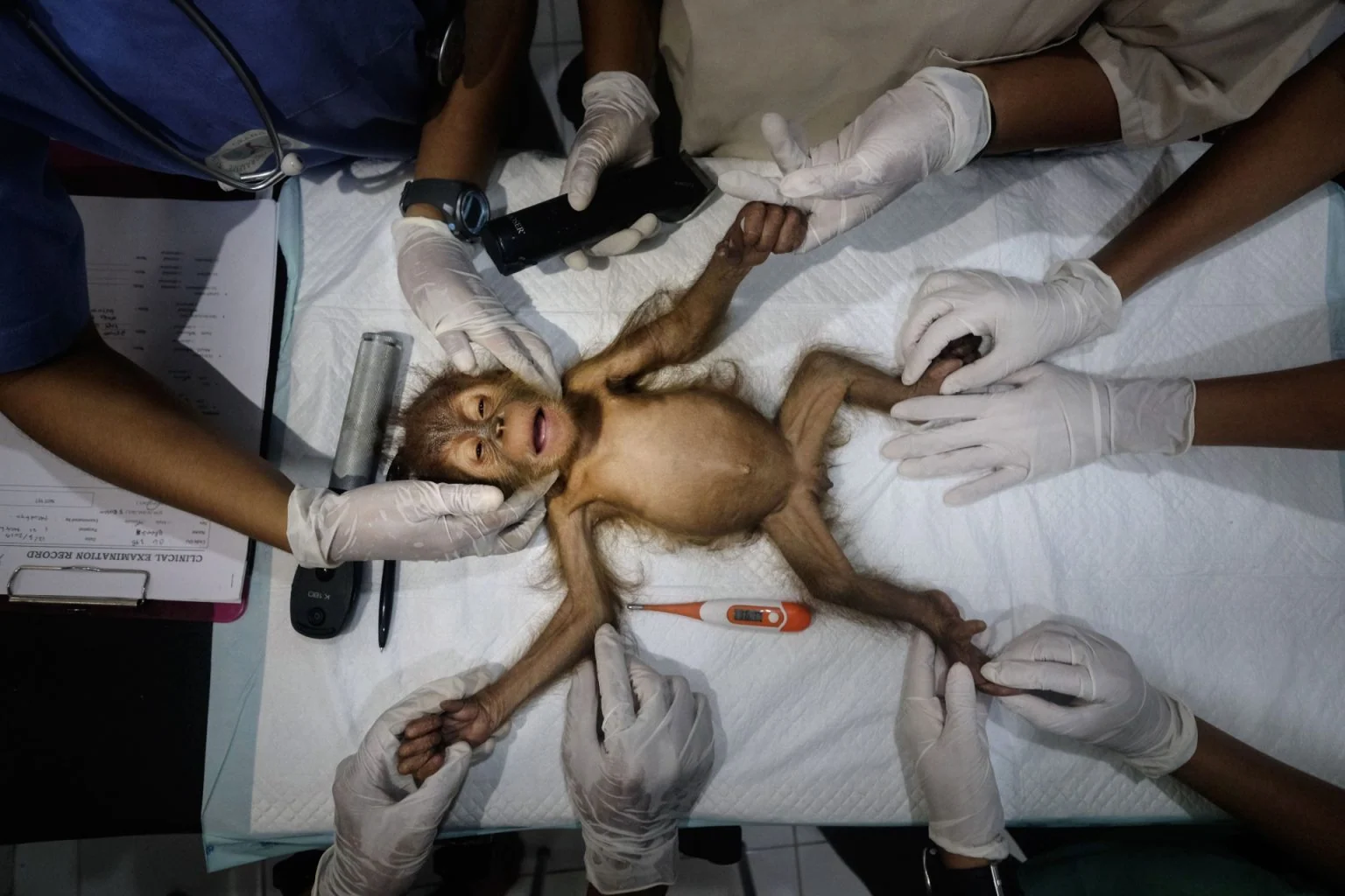 Saving Orangutans — Alain Schroeder, frame 2