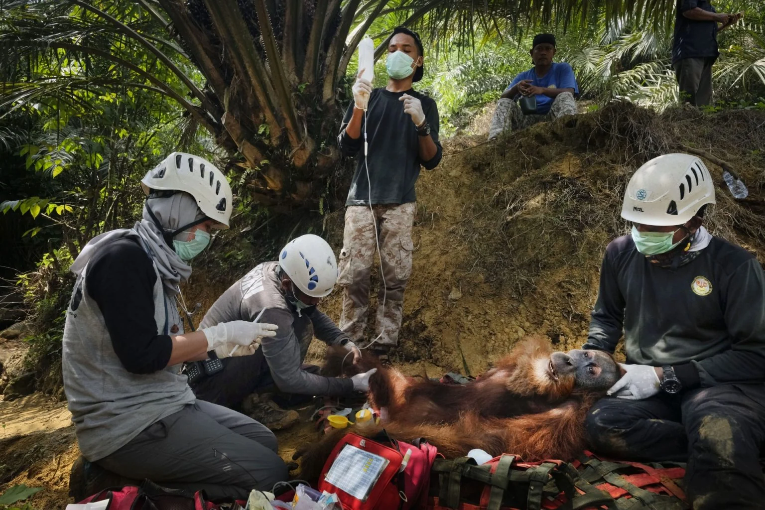 Saving Orangutans — Alain Schroeder, frame 3