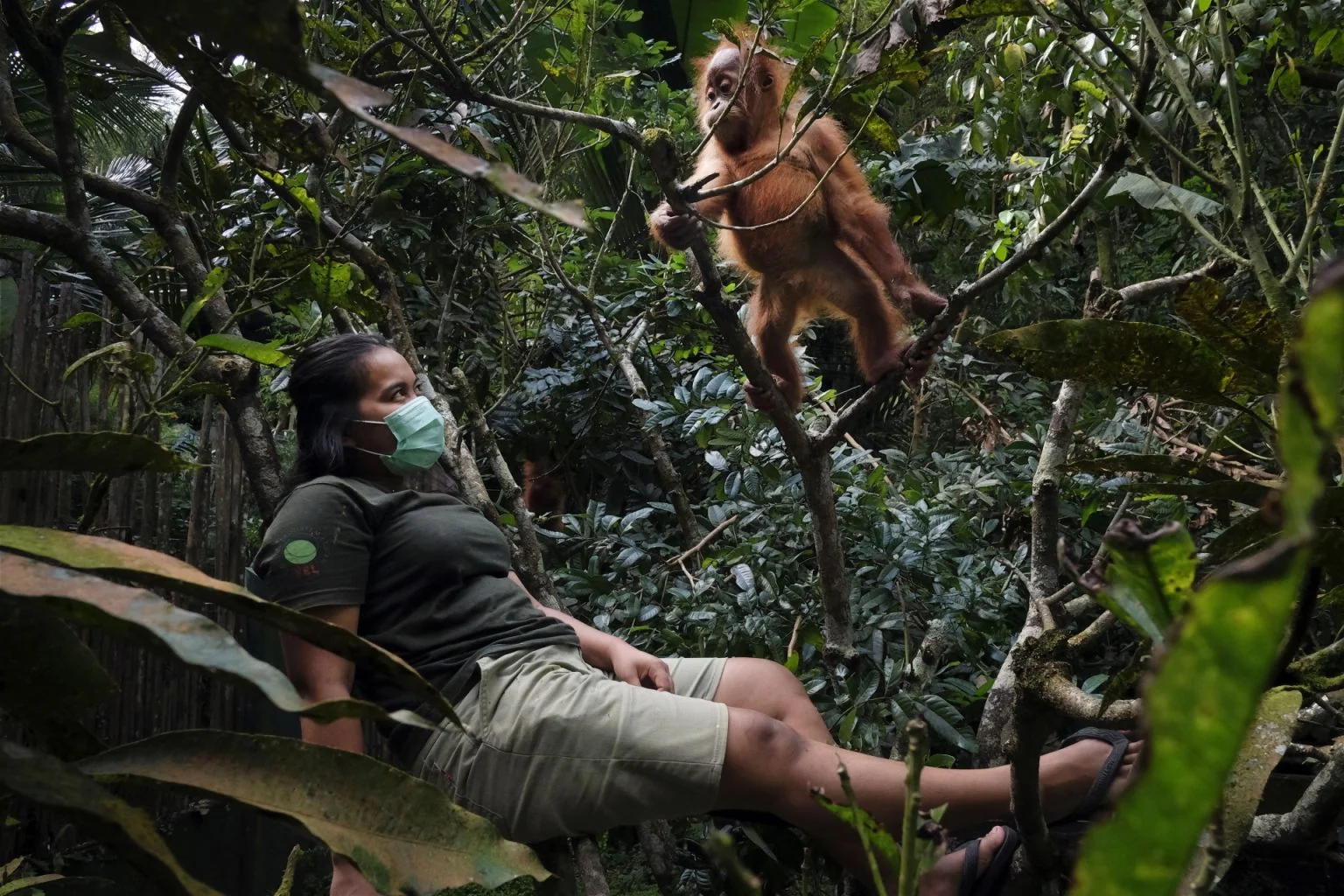 Saving Orangutans — Alain Schroeder, frame 4