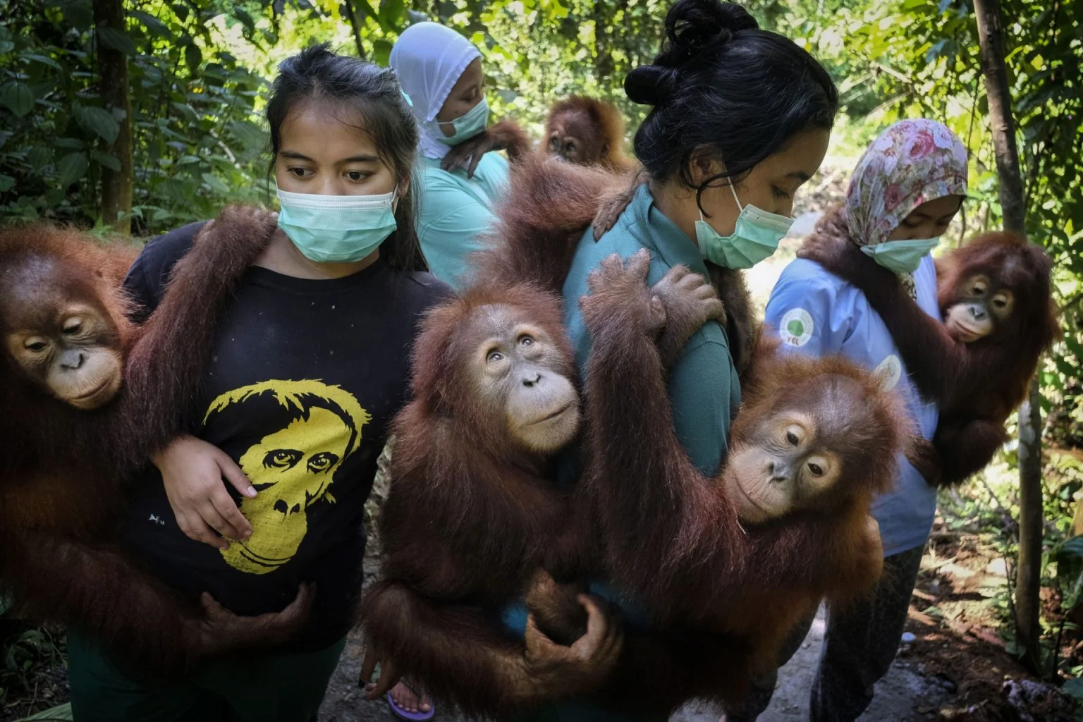 Saving Orangutans — Alain Schroeder, frame 5