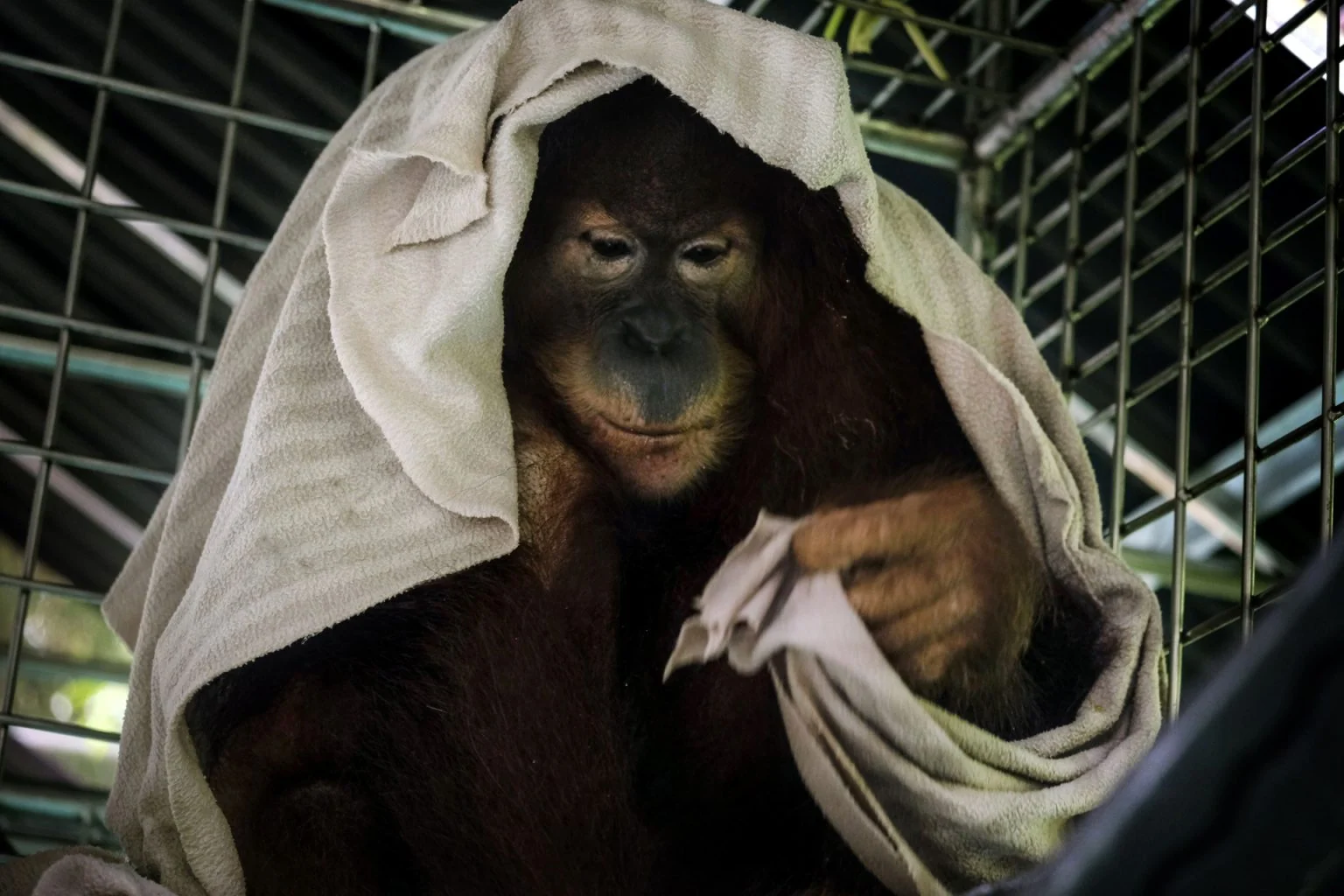 Saving Orangutans — Alain Schroeder, frame 6